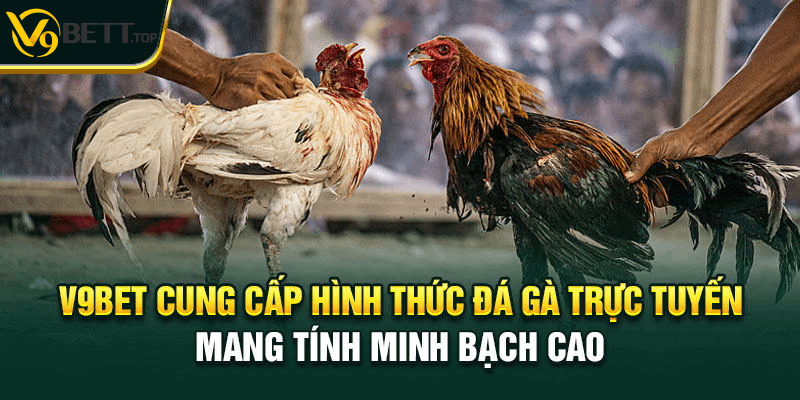 Mẹo chơi đá gà V9bet luôn thắng